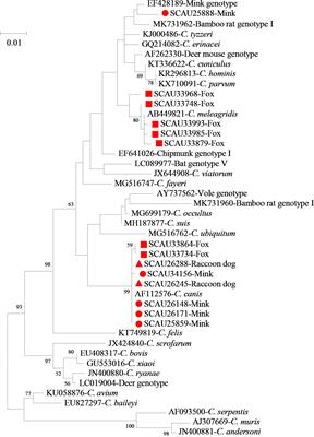Divergent Cryptosporidium species and host-adapted Cryptosporidium canis subtypes in farmed minks, raccoon dogs and foxes in Shandong, China